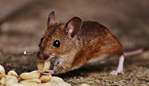 24 Hour & Emergency Exterminators in El Ancon, NM